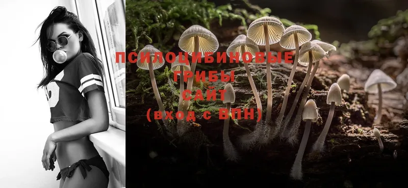 Псилоцибиновые грибы Psilocybe  Зуевка 